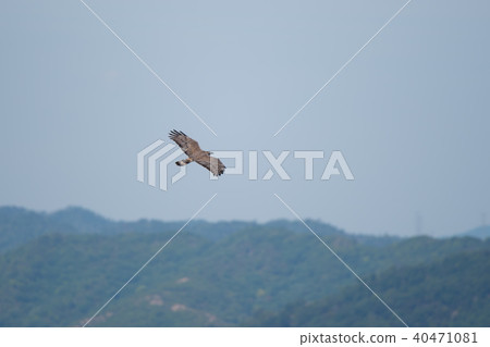 A bee-bear going to Honshu A bee-bear going to Honshu 40471081