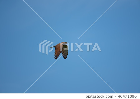 Sashiba going across the blue sky back Sashiba going across the blue sky back 40471090