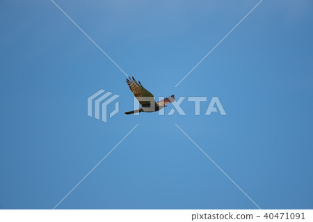 Sashiba going across the blue sky back 40471091