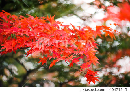 red maple in Nikko Shoyoen garden at nikko japan 40471345