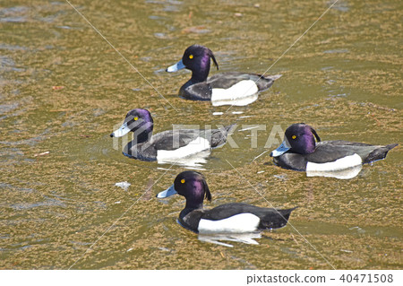 Kinkokojiro(金黑魚) Kinkokojiro(金黑魚) 40471508