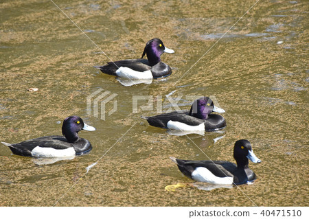 Kinkokojiro（金黑魚） 40471510