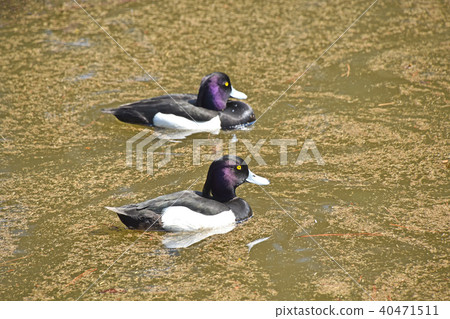 Kinkokojiro（金黑魚） 40471511