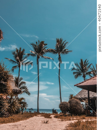 Palm tree 40471540