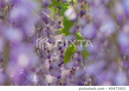 Owari Tsushima Fuji Festival 5337 Owari Tsushima Fuji Festival 5337 40471601