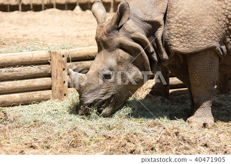 Indian Ring Indian Ring 40471905