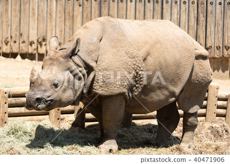 Indian Ring Indian Ring 40471906