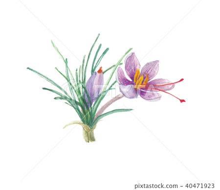  saffron 40471923