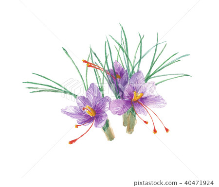  saffron 40471924