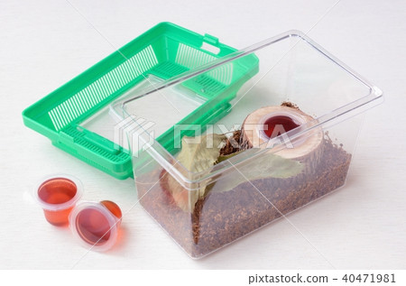 設置甲蟲和雄鹿甲蟲繁殖案例 40471981