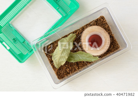 設置甲蟲和雄鹿甲蟲繁殖案例 40471982