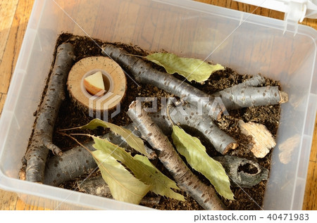 設置甲蟲和雄鹿甲蟲繁殖案例 設置甲蟲和雄鹿甲蟲繁殖案例 40471983