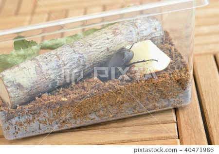 Where a beetle dives into an insect mat Where a beetle dives into an insect mat 40471986