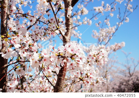 Sakura _ 1 Sakura _ 1 40472055