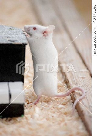 Cute Mus musculus 40472160