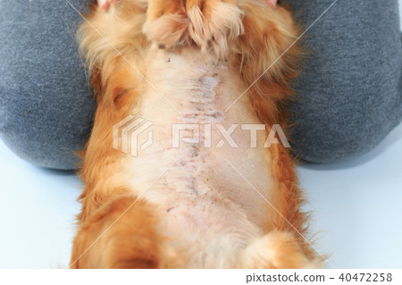 Mammary tumor surgery 40472258