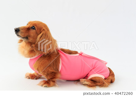 Post-operative clothing Dax 40472260