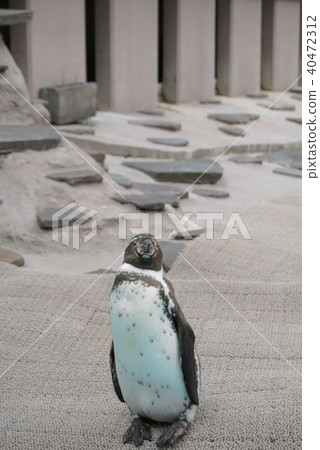Crumbing Humboldt Penguin Crumbing Humboldt Penguin 40472312