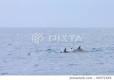 Tsujimoto's whale watching 40472484