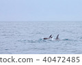 Tsujimoto's whale watching 40472485