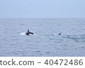 Tsujimoto's whale watching 40472486