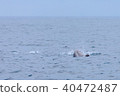 Tsujimoto's whale watching 40472487