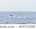 Tsujimoto's whale watching 40472488