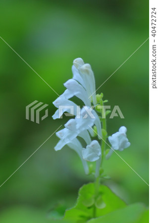 Skullcap Skullcap 40472724