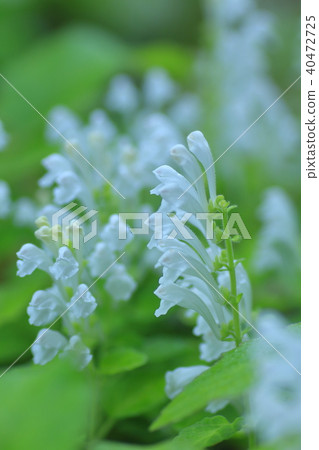 Skullcap Skullcap 40472725