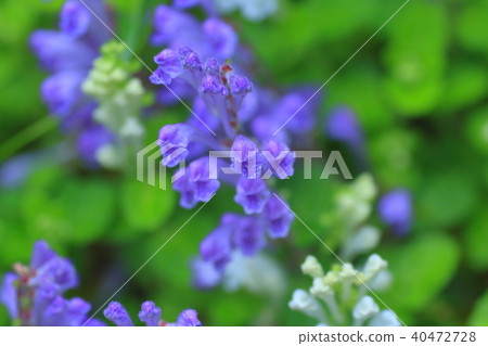 黃芩 黃芩 40472728