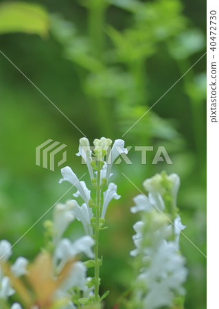 Skullcap 40472730