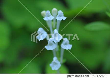 Skullcap Skullcap 40472808