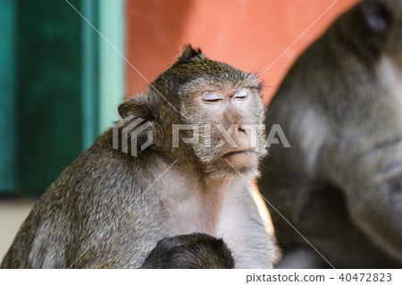 The monkeys of WatLeuTemple Sihanoukville Cambodia The monkeys of WatLeuTemple Sihanoukville Cambodia 40472823