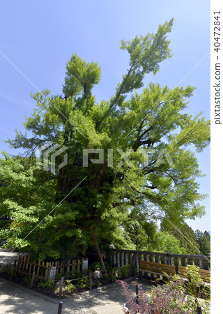 One word main shrine Shinkansen 40472841