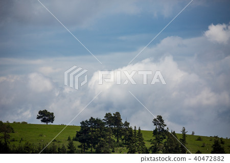 Pine trees on green Rhodope mountain hill Pine trees on green Rhodope mountain hill 40472882