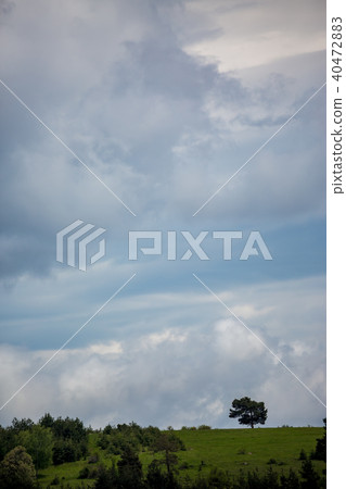 Pine tree on green Rhodope mountain hill vertical Pine tree on green Rhodope mountain hill vertical 40472883