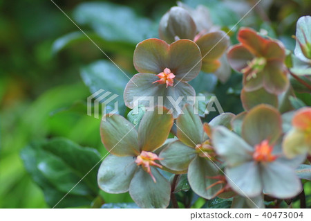 聖誕節玫瑰 40473004