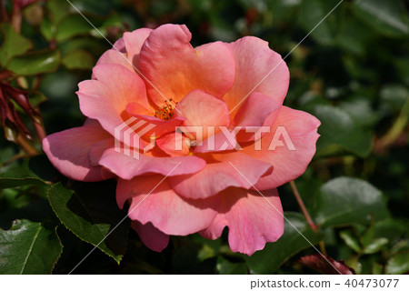 Rose (Zambra '93) 40473077