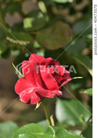 Rose (Nicolo Paganini) 40473078