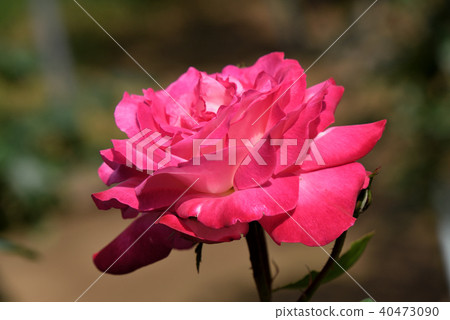 Roses (torch) 40473090