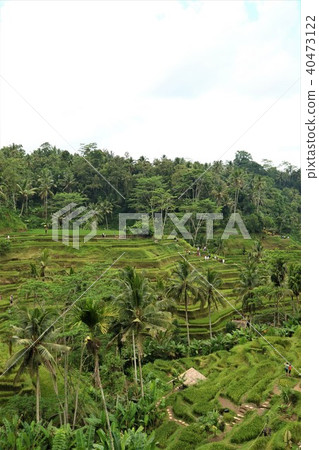 Rice terrace of Ubud Rice terrace of Ubud 40473122