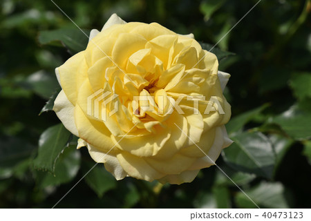 Rose (Sunlight · Romantica) Rose (Sunlight · Romantica) 40473123