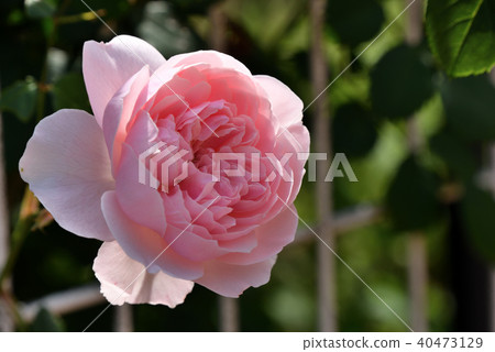 羅斯(Wizzley 2008) 羅斯(Wizzley 2008) 40473129