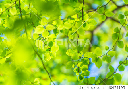 Fresh green and eco image 40473195