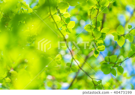 Fresh green and eco image 40473199