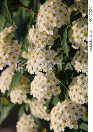 Kobato Kobato 40473294