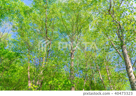 Fresh green and eco image 40473323