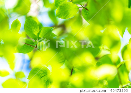Fresh green and eco image 40473393