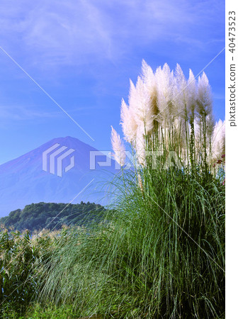 Western Suki and Mt. Fuji-7607 40473523