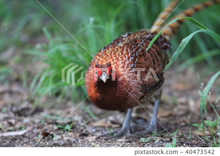 Yamadori(亞種Kitarodori) Yamadori(亞種Kitarodori) 40473542